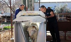 Yeniköy Mahallesi’nde hayvancılığa destek