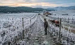 Tarım ve Orman Bakanlığından 'zirai don' uyarısı