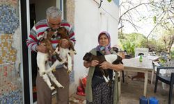 Keçileriyle ömür geçirdiler, şikayetle yıkıldılar