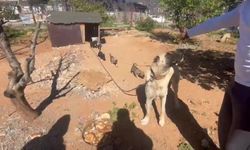 Dövüş köpeği üreten işletmeye 323 bin TL ceza