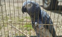 Belgesiz papağan bulunduran işletme sahibine ceza