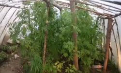 Serayı uyuşturucu tarlasına çevirmiş