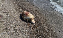 Ölüsü sahile vurdu