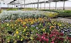 Çiçek Desenleri Günleri için geri sayım