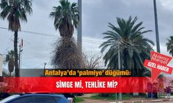 Antalya’da ‘palmiye’ düğümü: Simge mi, tehlike mi?