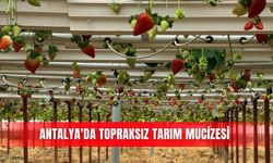 Antalya'da topraksız tarım mucizesi