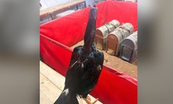 Alanya’da horoz dövüşüne jandarma baskını