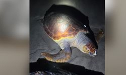 Sahilde ölü bulundu