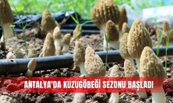 Bin 800 rakımlı dağlardan toplanıp kilosu bin 500 liradan satılıyor