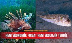 Akdeniz’de ekosistem alarmı: Hem ekonomik fırsat hem ekolojik tehdit