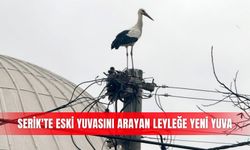 Serik'te eski yuvasını arayan leyleğe yeni yuva
