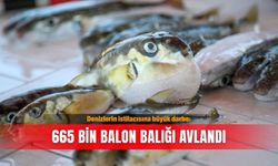 Denizlerin istilacısına büyük darbe: 665 bin balon balığı avlandı