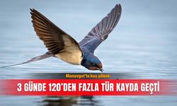 Manavgat’ta kuş şöleni: 3 günde 120’den fazla tür kayda geçti