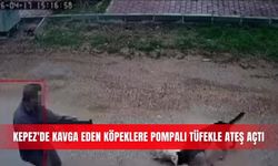 Kepez'de kavga eden köpeklere pompalı tüfekle ateş açtı