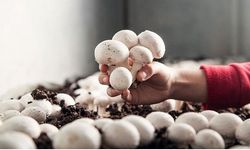 Korkuteli'nde mantar yetiştiriciliği kursu açıldı