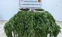 Serik'te 105 kök kenevir ele geçirildi