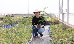 5 bin adet aşılı keçiboynuzu fidanı dağıtılacak