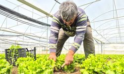 Tarlada ortalama 15 TL olan marul tezgahlarda 100 TL’ye satılıyor