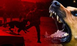 Romanya'da son üç yılda 64 bin köpek itlaf edildi