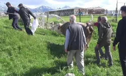 Kurban keserken kalp krizi geçirip öldü
