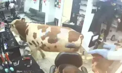 Kurbanlık boğa, kuaför salonuna daldı