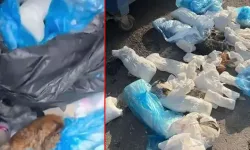 İzmir’de 33 kedinin ölü bulunduğu olayda veteriner tutuklandı