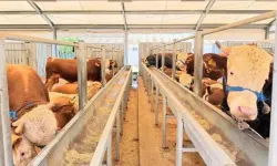 İstanbul İl Sağlık Müdürü Güner: Kurban kesimi sırasında 869 kişi yaralandı