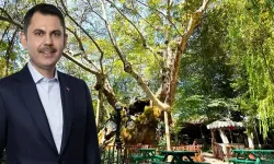 Bakan Kurum, koruma altındaki anıt ağacın hikayesini paylaştı