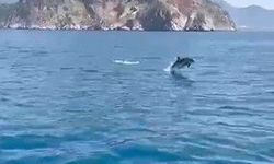 Yunusların gösterisi turistleri hayran bıraktı