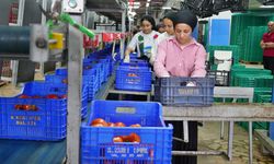 Domateste üretim planlaması, fiyat dengesinin anahtarı