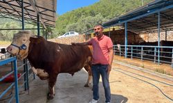 Kurban pazarının gözdesi oldu