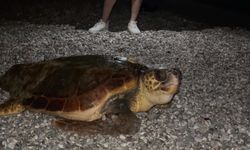 Konyaaltı'nda caretta görüldü