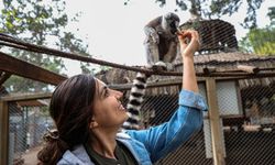 Lemur ailesinin yeni üyesi Zabumafu oldu
