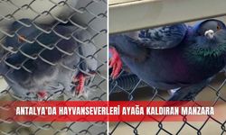 Antalya’da hayvanseverleri ayağa kaldıran manzara