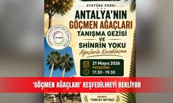 ‘Göçmen Ağaçları’ keşfedilmeyi bekliyor