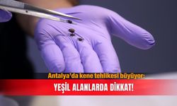 Antalya’da kene tehlikesi büyüyor: Yeşil alanlarda dikkat!