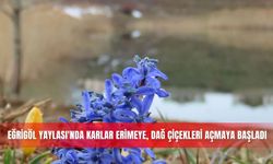 Eğrigöl Yaylası'nda karlar erimeye, dağ çiçekleri açmaya başladı