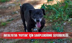 Antalya’da ‘Paytak’ için sahiplendirme seferberliği