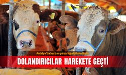 Antalya’da kurban pazarlığı dijitale düştü: Dolandırıcılar harekete geçti