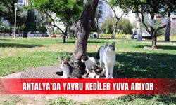 Antalya'da yavru kediler yuva arıyor