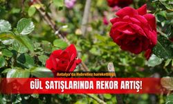 Antalya’da Hıdırellez hareketliliği: Gül satışlarında rekor artış!