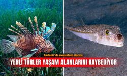 Akdeniz’de ekosistem alarmı: Yerli türler yaşam alanlarını kaybediyor