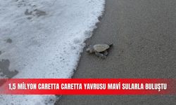 1,5 milyon caretta caretta yavrusu mavi sularla buluştu