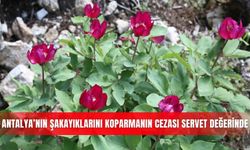 Antalya’nın şakayıklarını koparmanın cezası servet değerinde