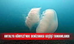Antalya Körfezi’nde denizanası geçişi tamamlandı