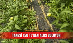 Elmalı’da şakayık sezonu açıldı: Tanesi 150 TL’den alıcı buluyor