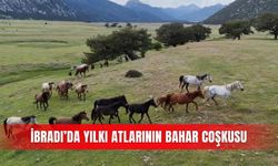 İbradı’da yılkı atlarının bahar coşkusu