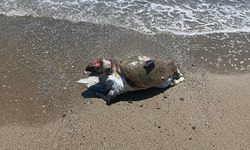 Alanya'da 2 deniz kaplumbağası ölü bulundu