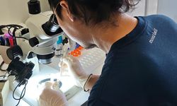 Türkiye ve Japonya’dan kene tehdidine karşı ortak mücadele