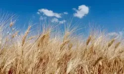 Hububat alım ve satış fiyatları açıklandı